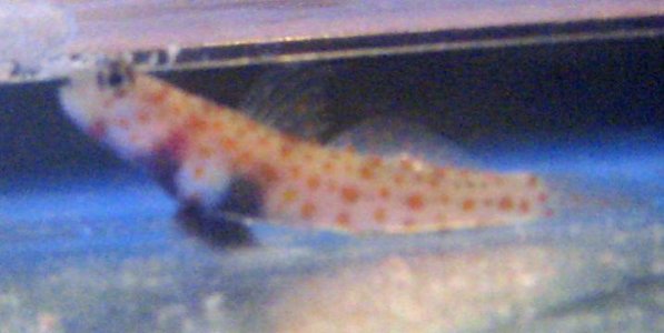 goby.jpg