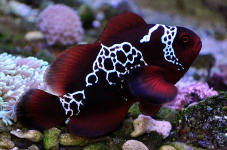 LighteningMaroon1.jpg