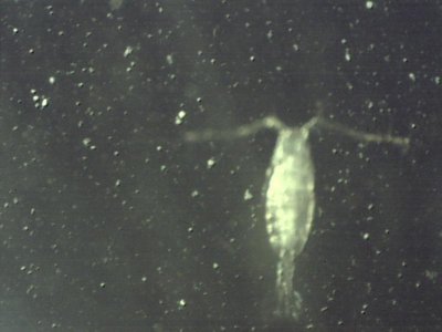 inner costal 6 29 2012 copepod.jpg