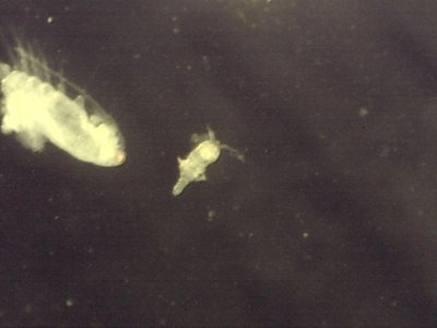 inner costal 6 29 2012 copepod 2.jpg