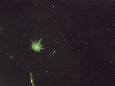 inner costal 6 29 2012 copepod 3.jpg