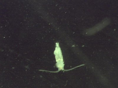 inner costal 6 29 2012 copepod 4.jpg