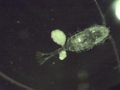 inner coastal 6 29 2012 copepod 5 2mm.jpg