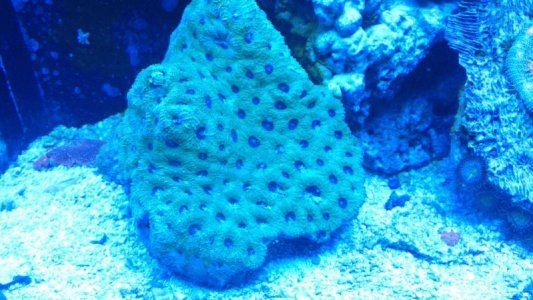 Acan echinata.jpg
