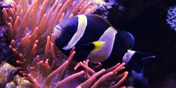 Latz Female and anemone.jpg