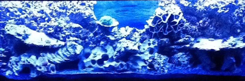 Blue Lagoon.jpg