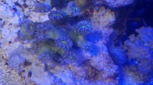 coral.jpg