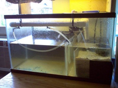10 gallon rearing tank.jpg