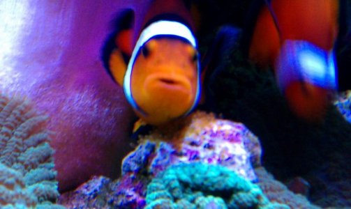 6-2012-Mike -Matt had eggs1.jpg