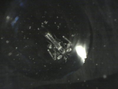 inner coastal 6 29 2012 crab larvae.jpg