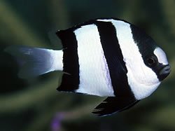Three_Striped_Damselfish.jpg