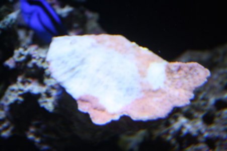 MontiBleach2.JPG