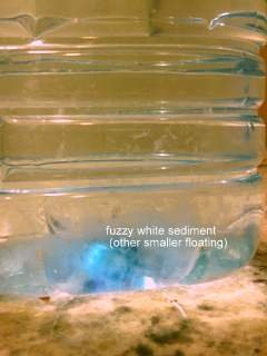 Calciumsolution.JPG
