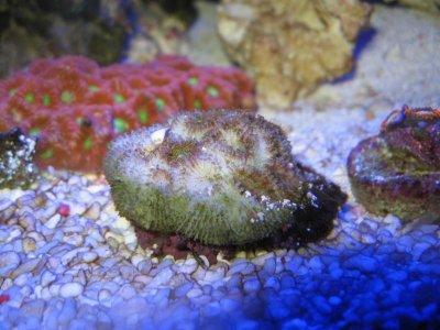 coral 009.jpg