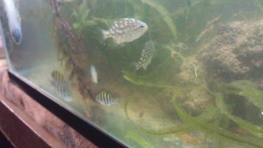 Fish from Galveston 7-4-12.jpg