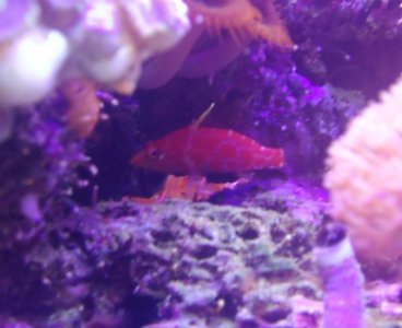 Geometric pygmy hawkfish.jpg