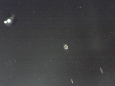 copepod nauplii 230 x's.jpg
