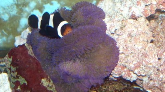 012 Purple carpet.jpg