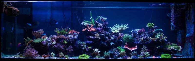 Bill's Aquarium May 2012 For Screen-20.jpg