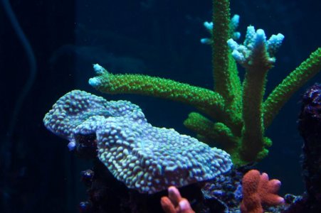 Bill's Aquarium May 2012 For Screen-13.jpg