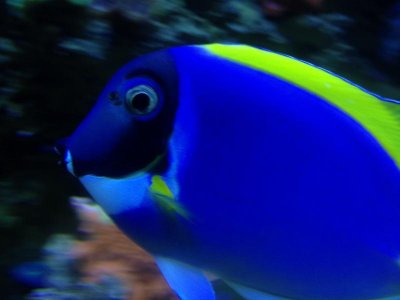 powderblue 1 (2).jpg