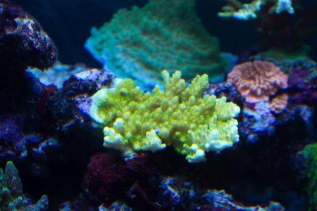 Bill's Aquarium May 2012 For Screen-11.jpg