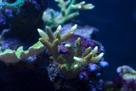 Bill's Aquarium May 2012 For Screen-23.jpg