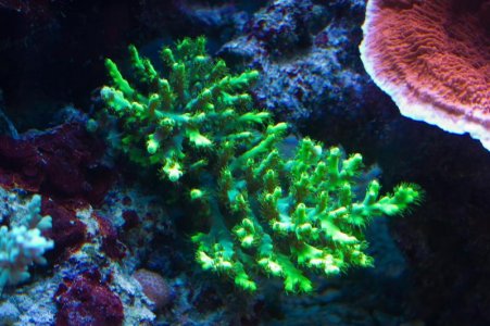 Bill's Aquarium May 2012 For Screen-4.jpg