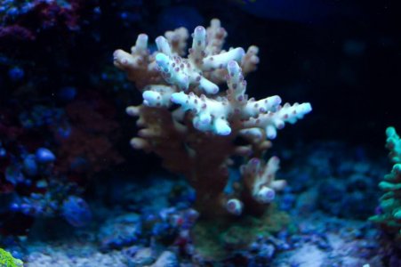 Bill's Aquarium May 2012 For Screen-26.jpg