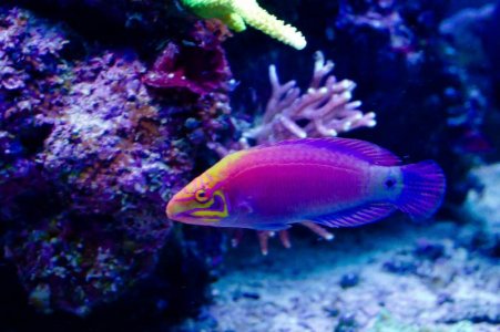 Bill's Aquarium May 2012 For Screen-30.jpg