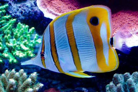 Bill's Aquarium May 2012 For Screen-32.jpg