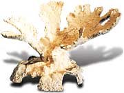 elk horn.jpg