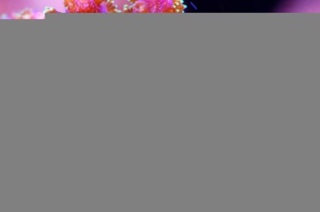 Pocillopora damicornis  m.jpg