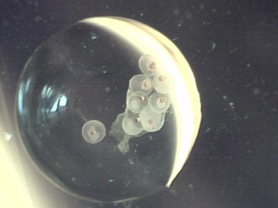 pink eggs 7 9 2012.jpg