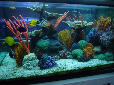 fishtank 2012 017.jpg