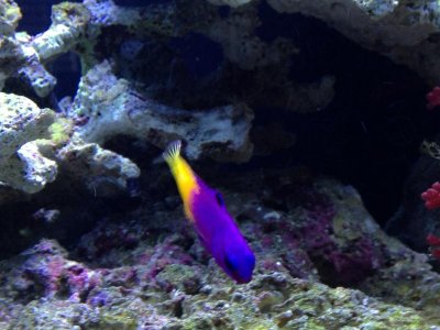 GRAMMA.jpg GRAMMA.jpg