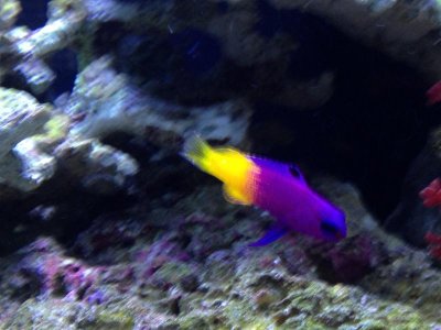 GRAMMA1.jpg GRAMMA1.jpg