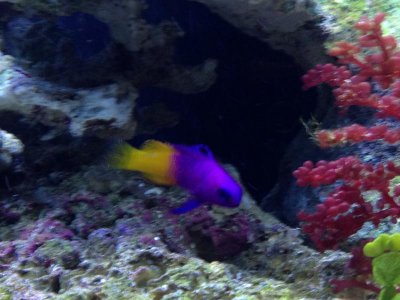 GRAMMA3.jpg GRAMMA3.jpg