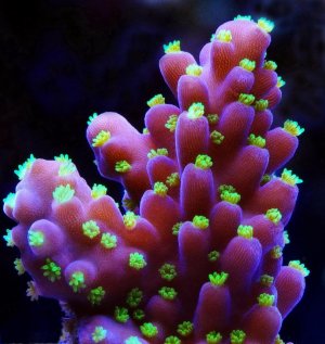 Acropora sp  (secale) m.jpg