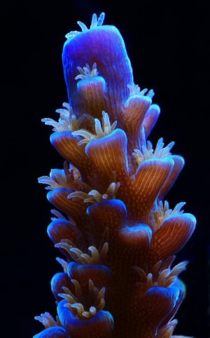 Acropora sp (convexa) m.jpg