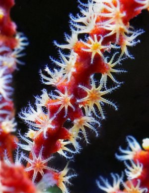 Gorgonia s.jpg