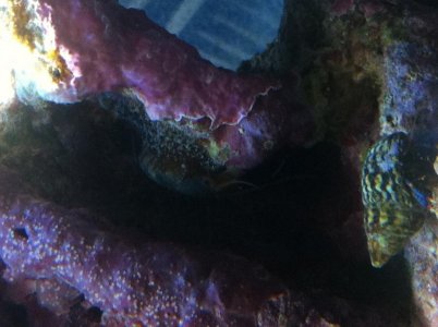 snail.jpg