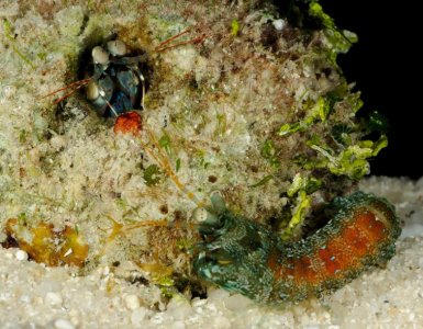 Ht cavity fight 2 LIRS Jun 2012 med.jpg