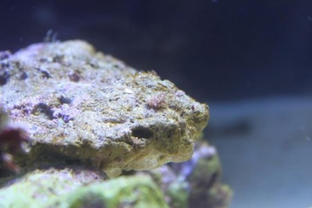 Hammer Close 2.jpg