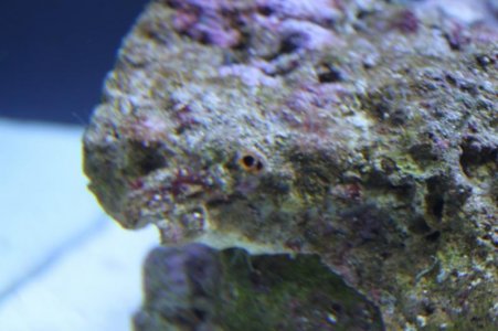 BiValve2.jpg