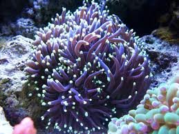 purp.jpg