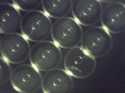 eggs 6 20 2012 early cell development 2 am.jpg