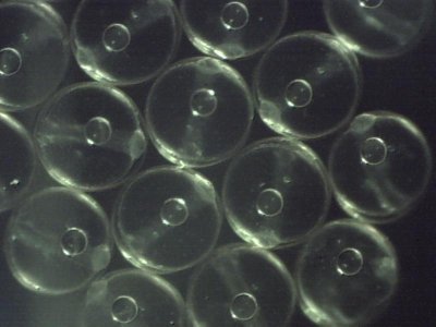 eggs 6 20 2012 cell development 10 am.jpg