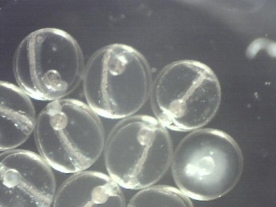 eggs 6 20 2012 cell development 2pm.jpg