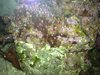 GSPalgae-1-1-1.jpg